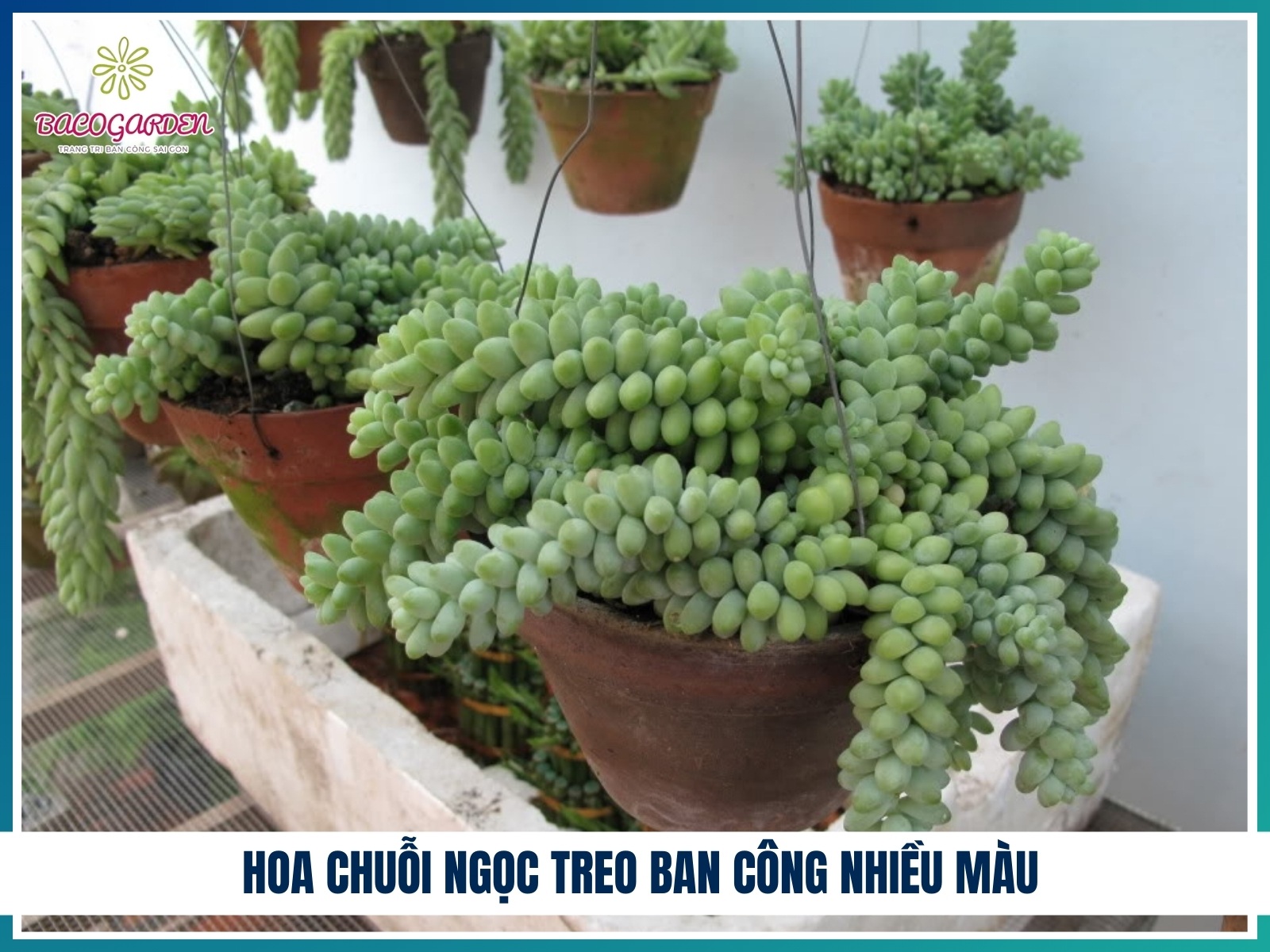 Hoa chuỗi ngọc treo ban công nhiều màu