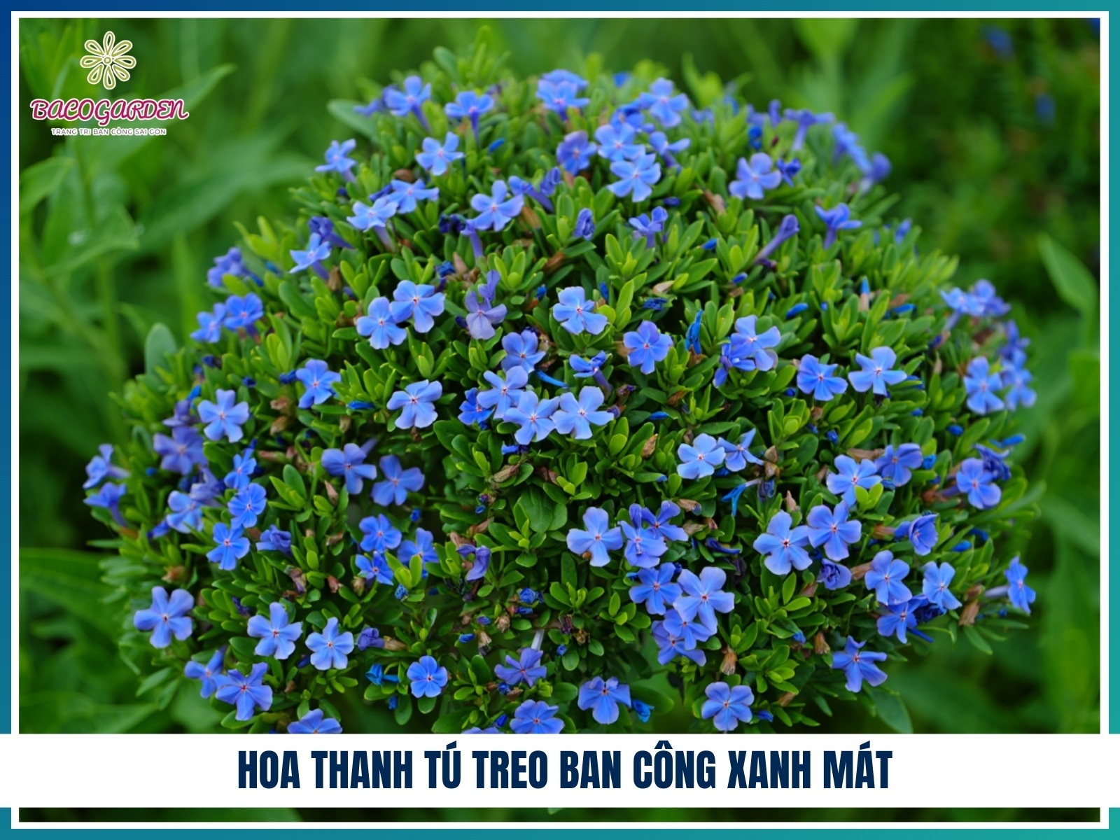Hoa thanh tú treo ban công xanh mát