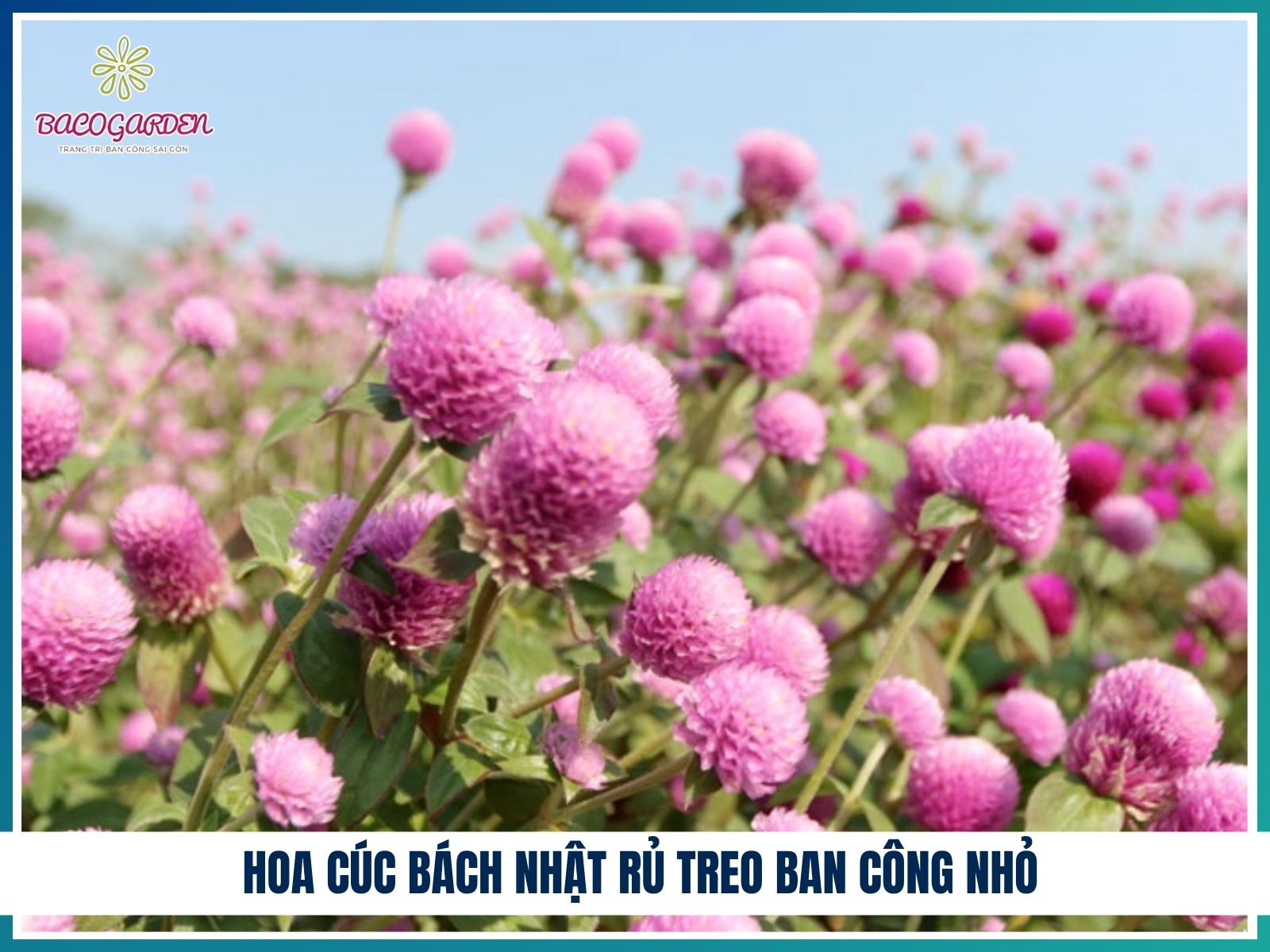 Hoa cúc bách nhật rủ treo ban công nhỏ