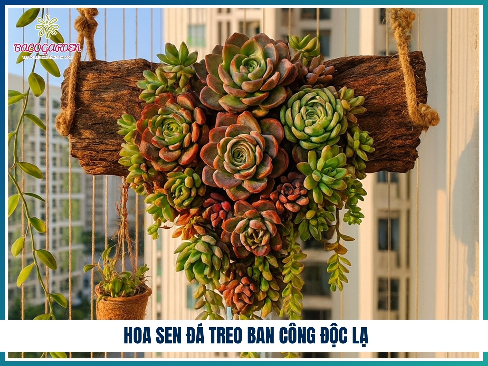 Hoa sen da treo ban cong doc la