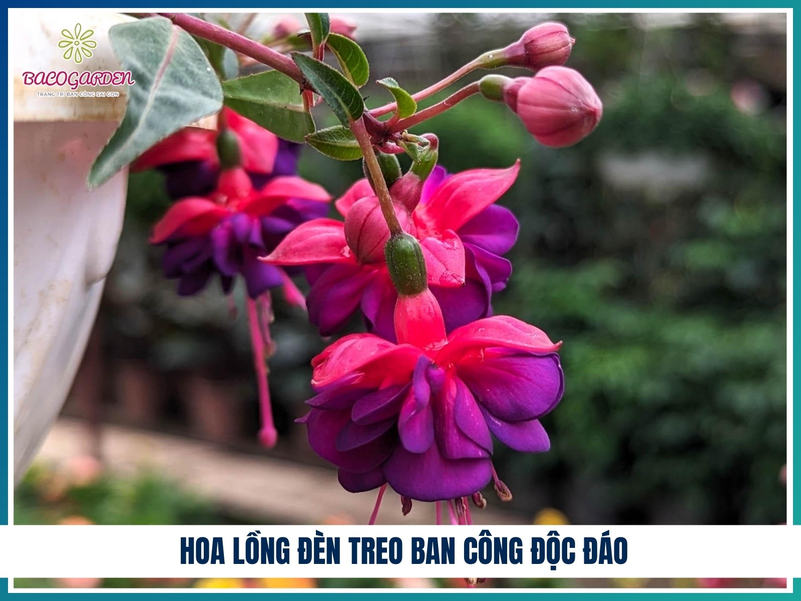 Hoa long den treo ban cong doc dao