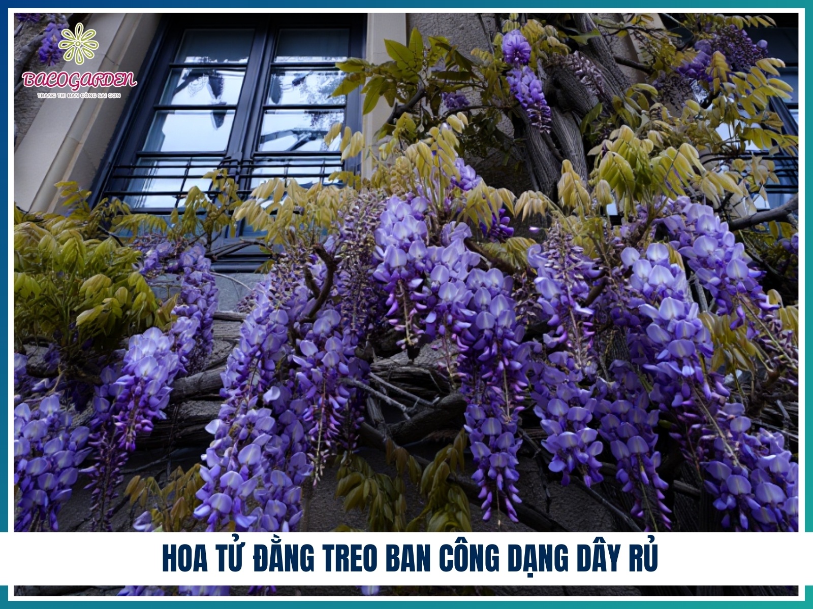 Hoa tu dang treo ban cong dang day ru