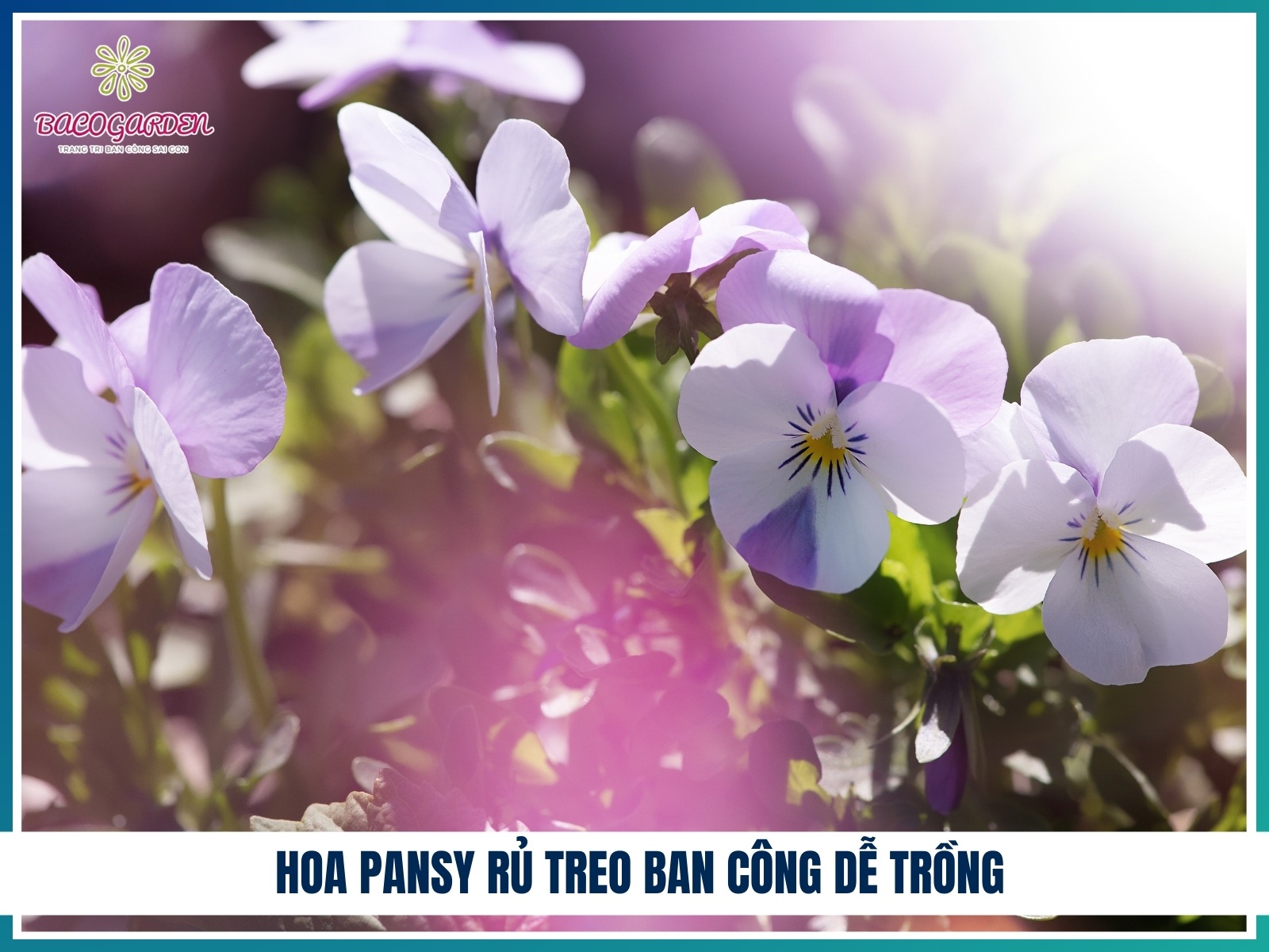 Hoa pansy ru treo ban cong de trong