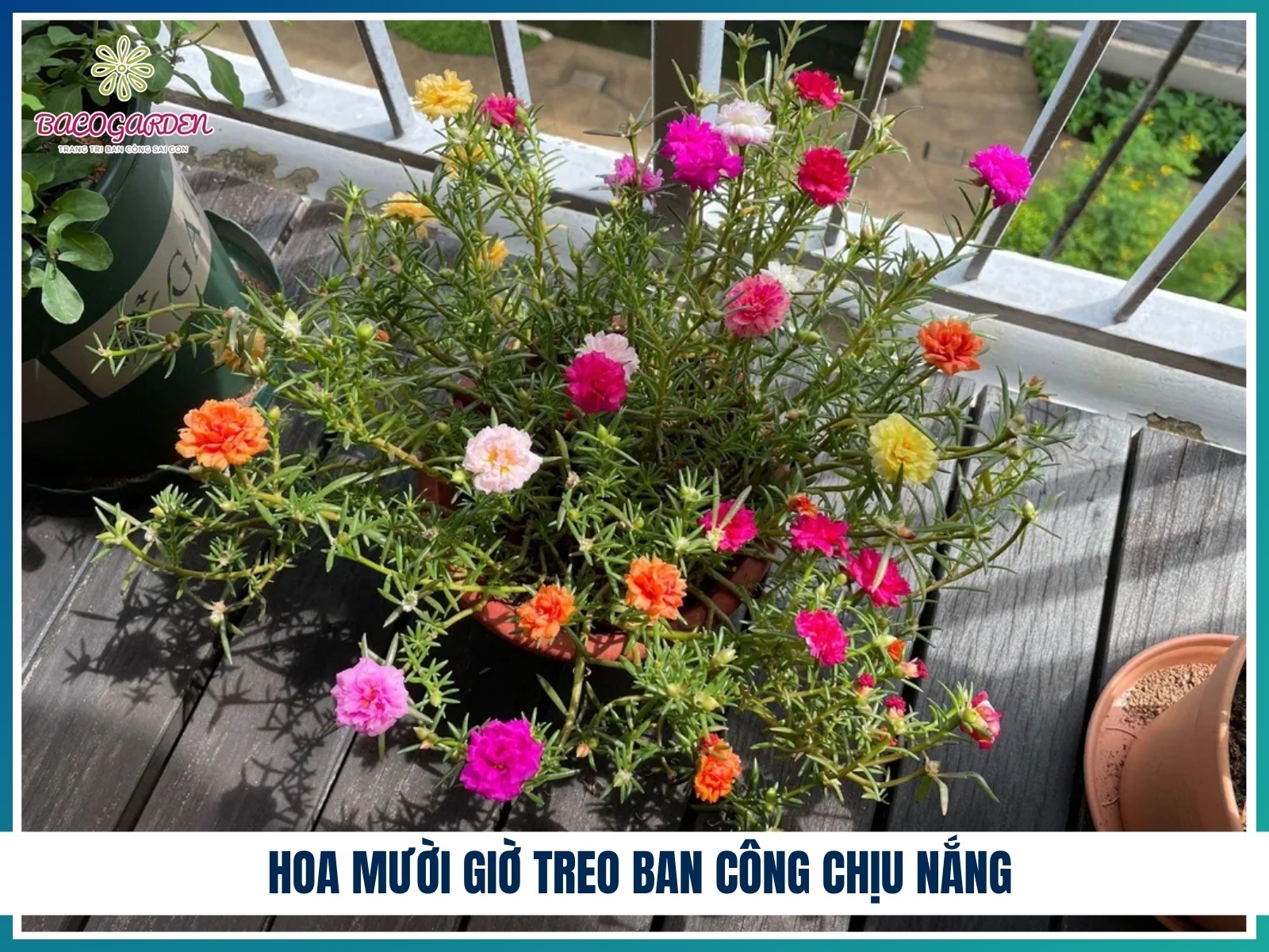 Hoa muoi gio treo ban cong chiu nang
