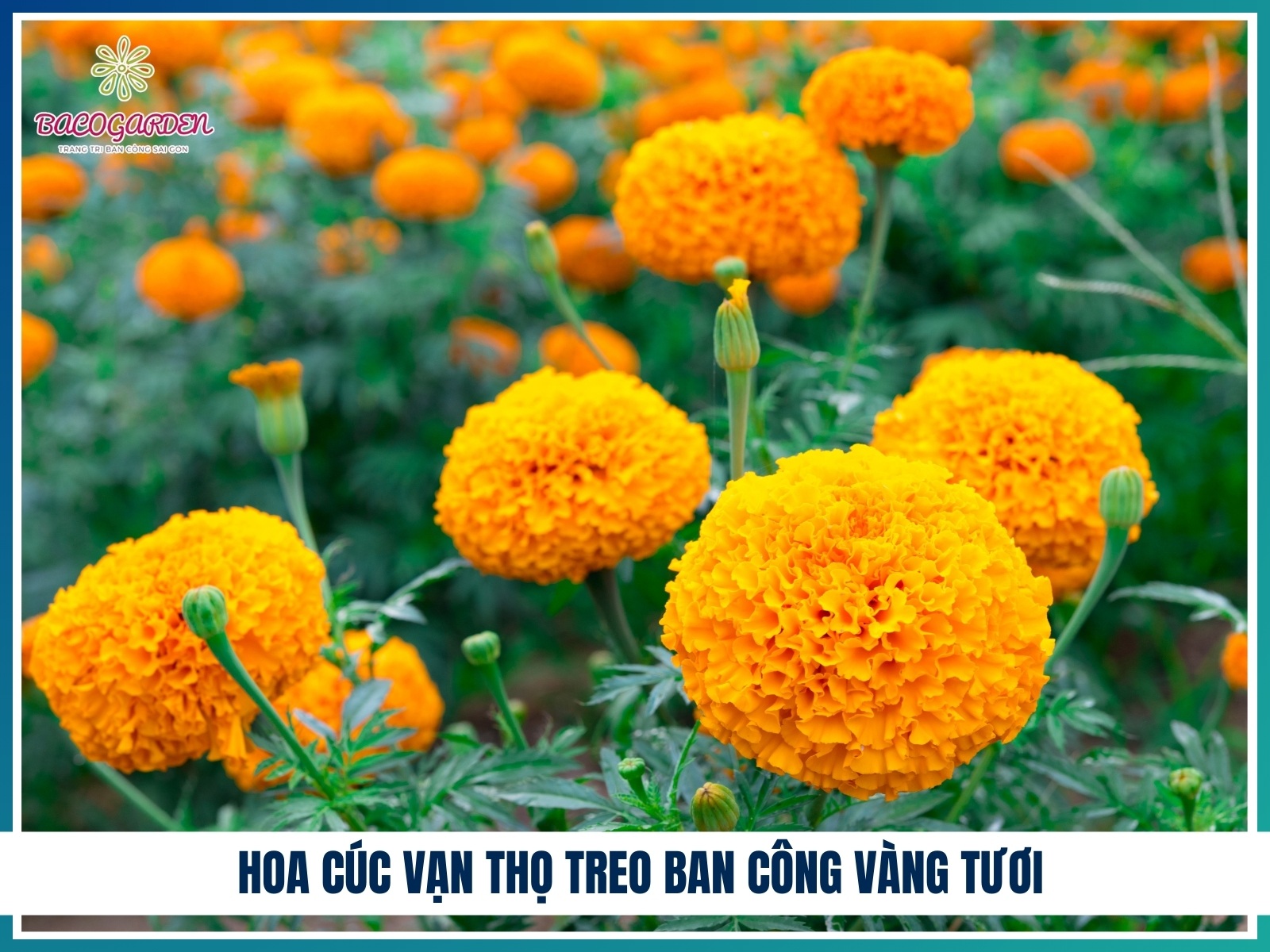 Hoa cuc van tho treo ban cong vang tuoi