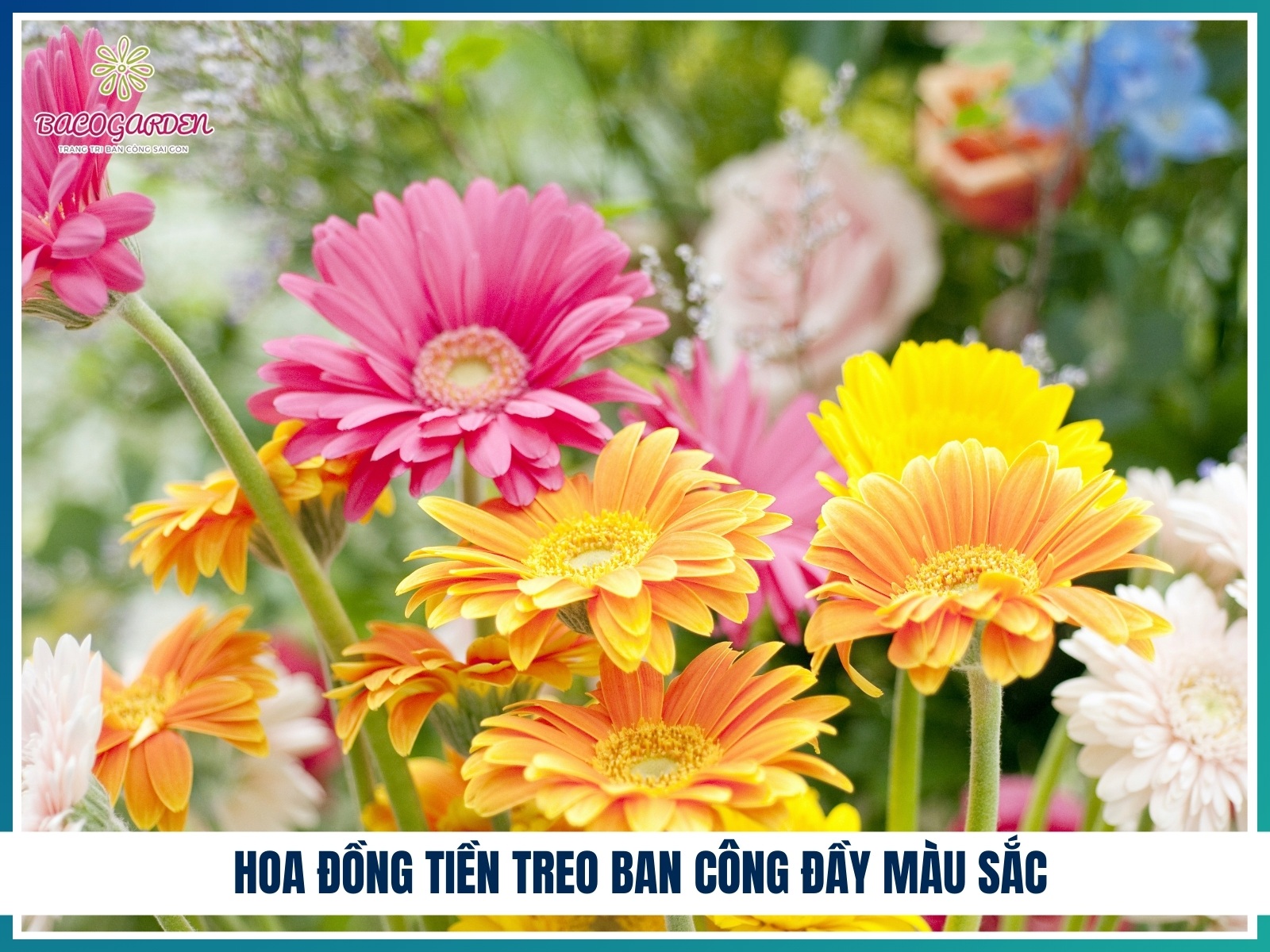 Hoa dong tien treo ban cong day mau sac