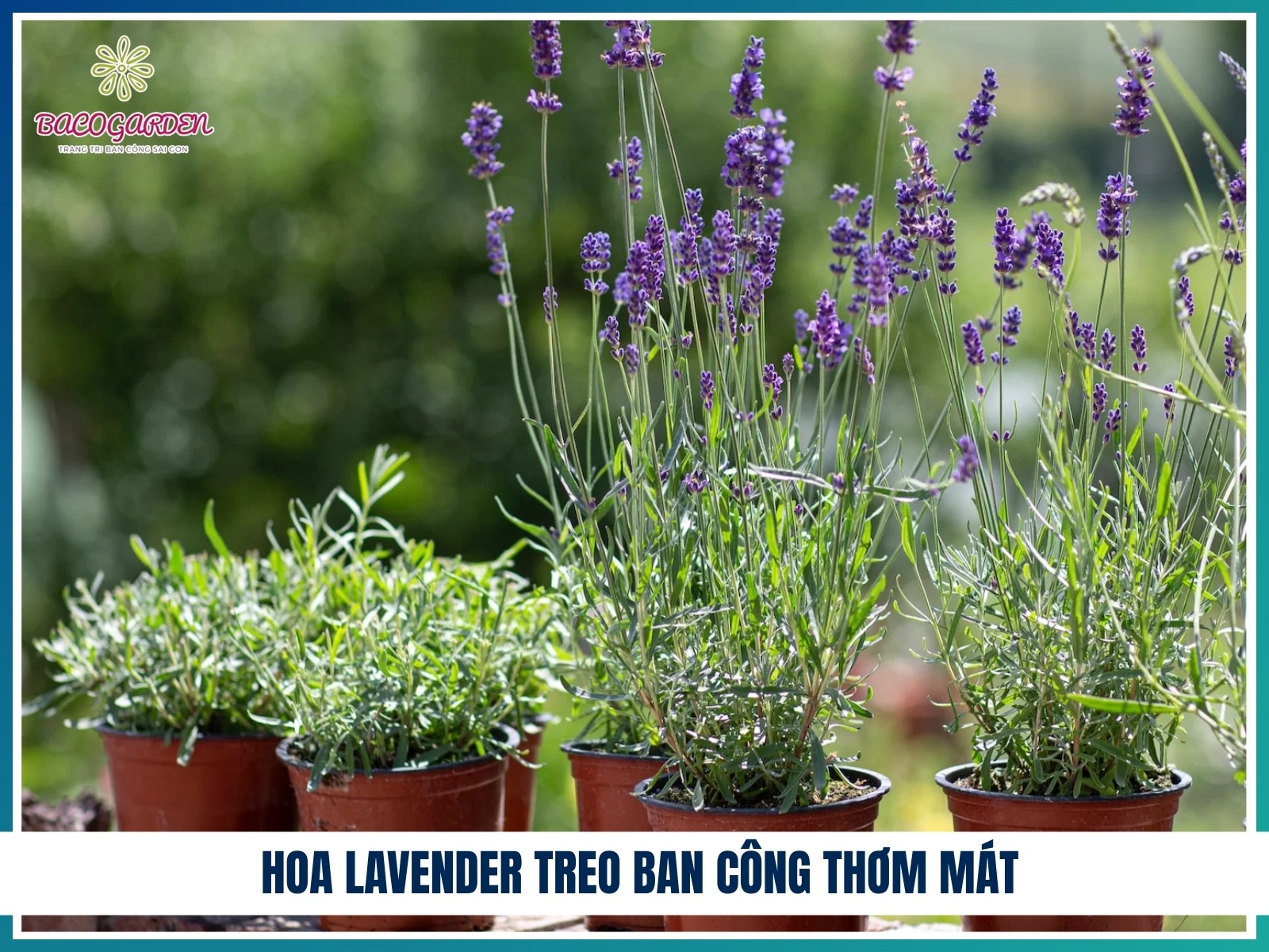 Hoa lavender treo ban cong thom mat