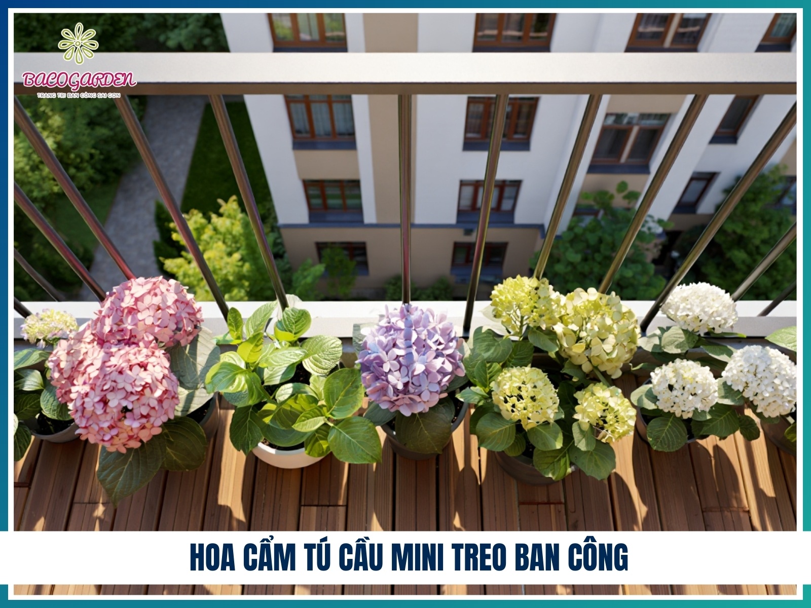 Hoa cam tu cau mini treo ban cong