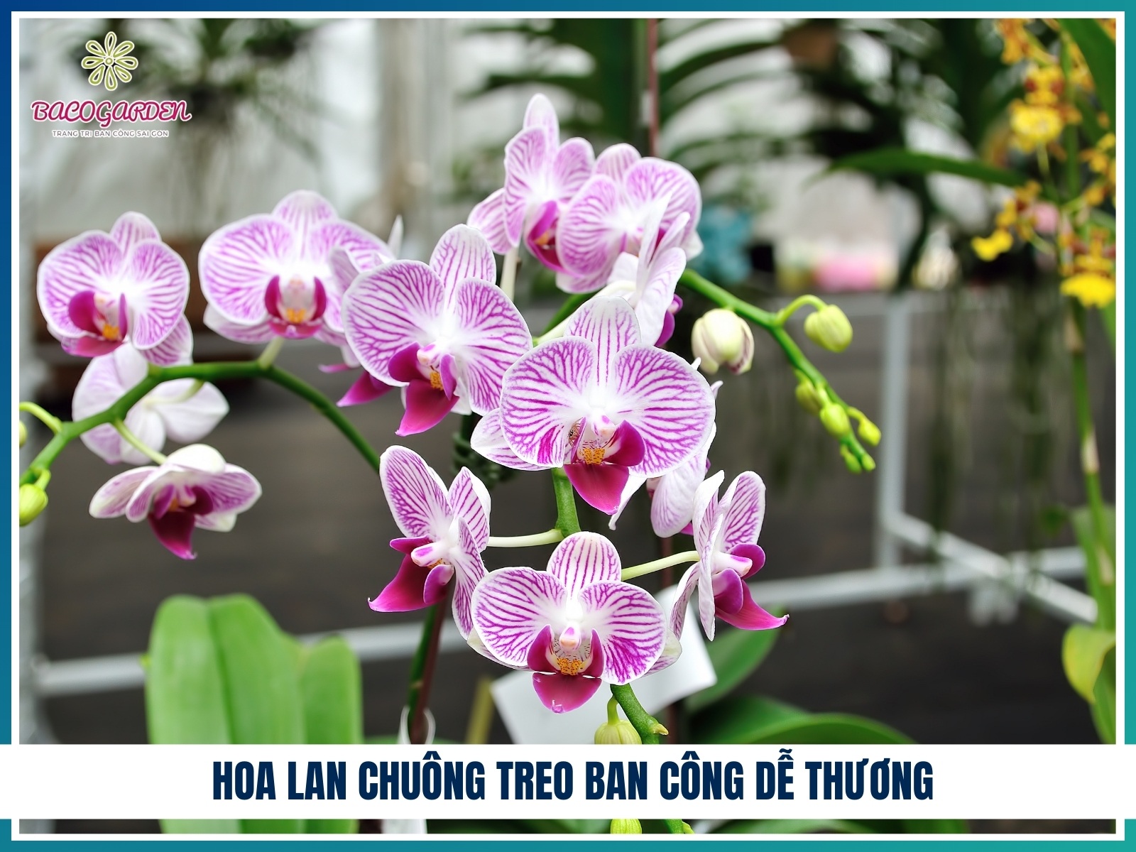 Hoa lan chuong treo ban cong de thuong