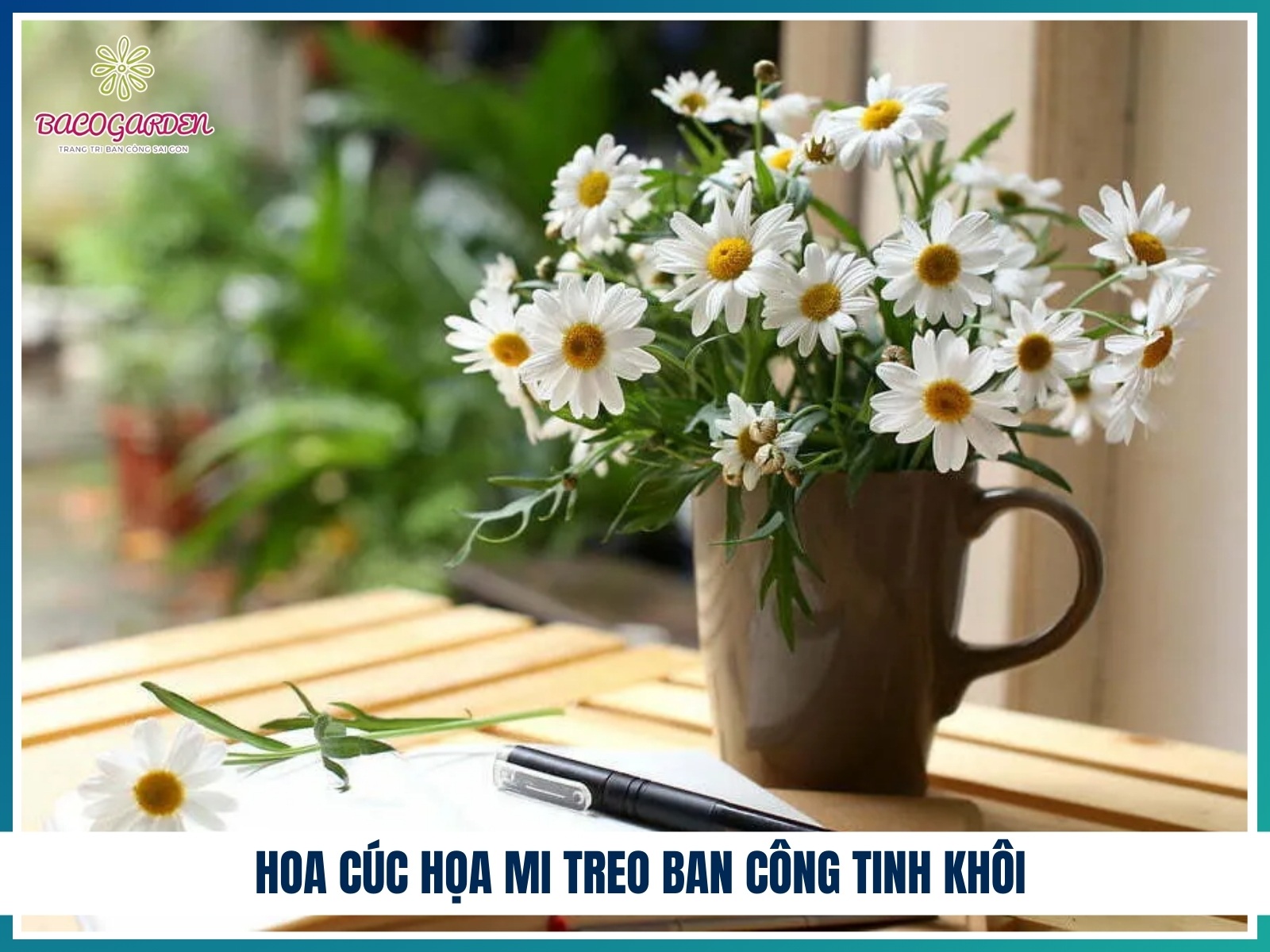 Hoa cuc hoa mi treo ban cong tinh khoi