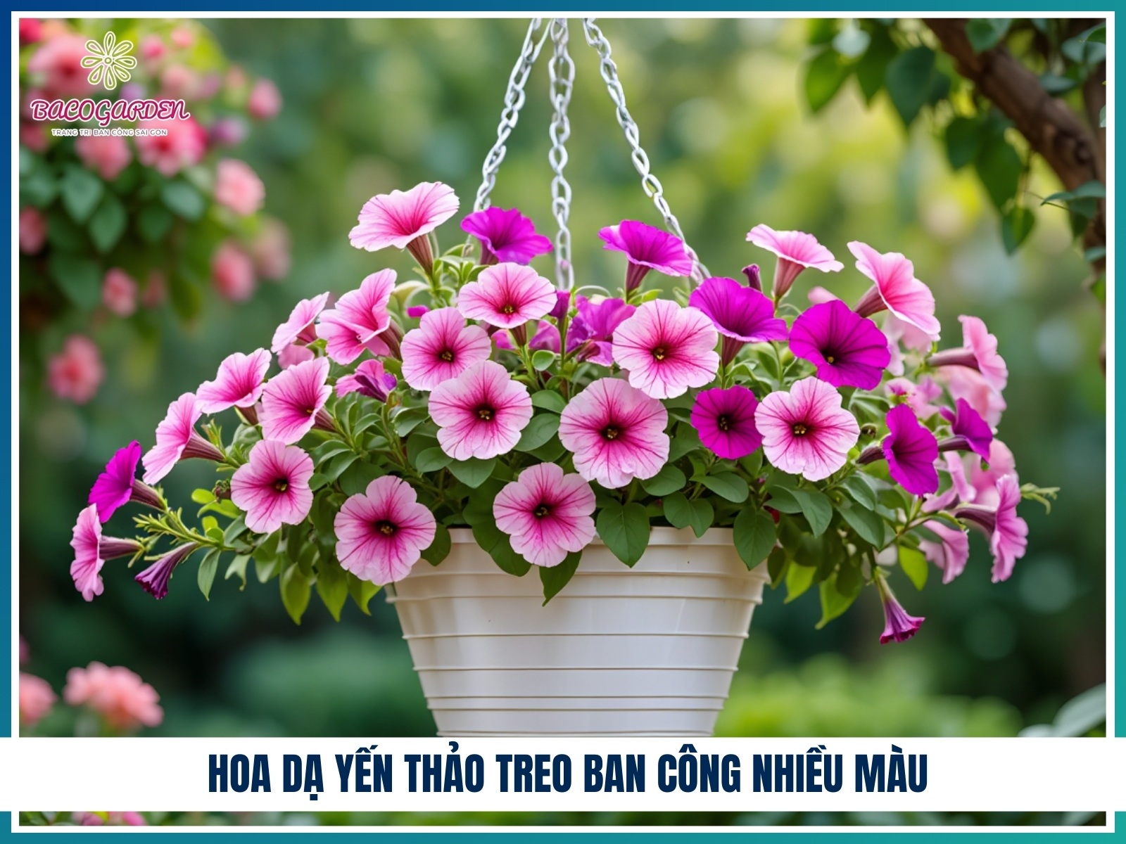 Hoa da yen thao treo ban cong nhieu mau