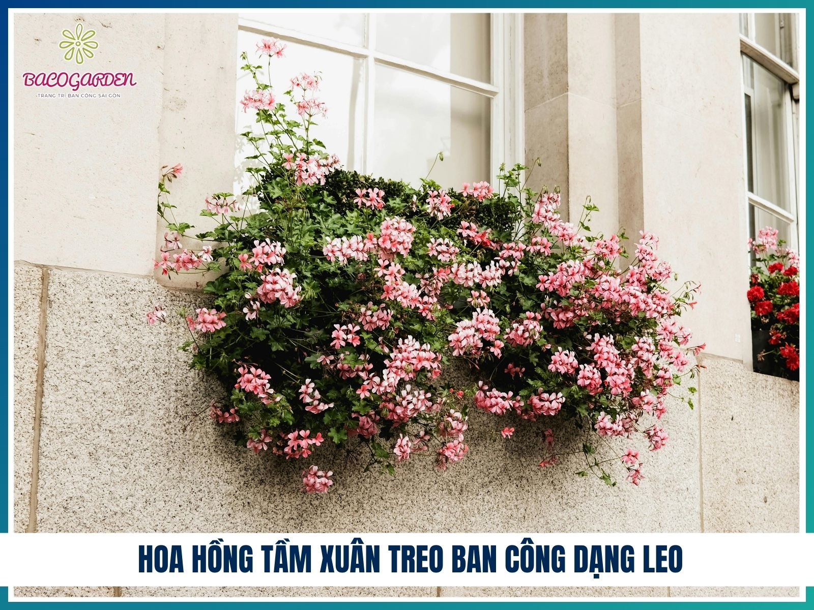 Hoa hong tam xuan treo ban cong dang leo