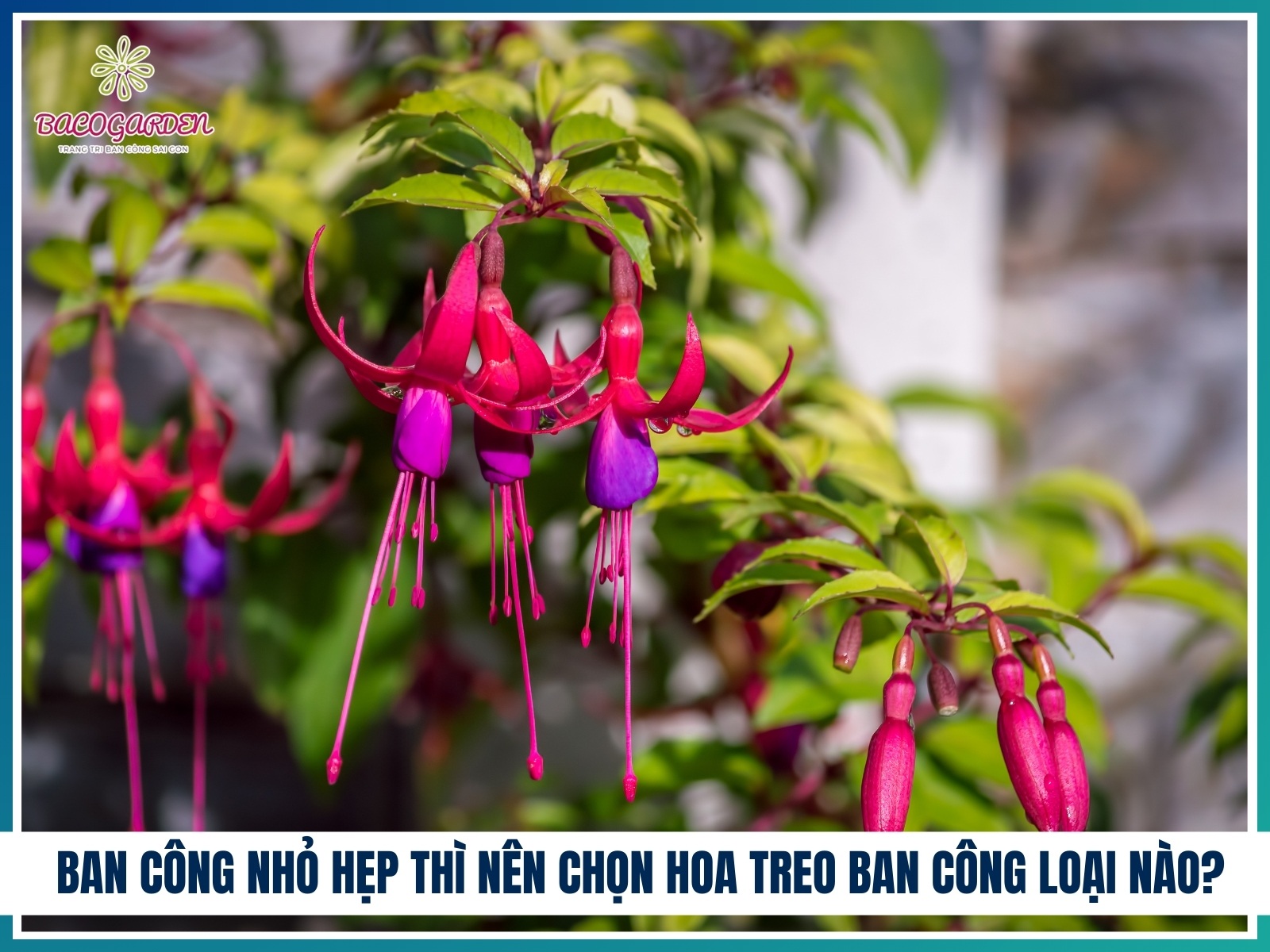 Ban cong nho hep thi nen chon hoa treo ban cong loai nao
