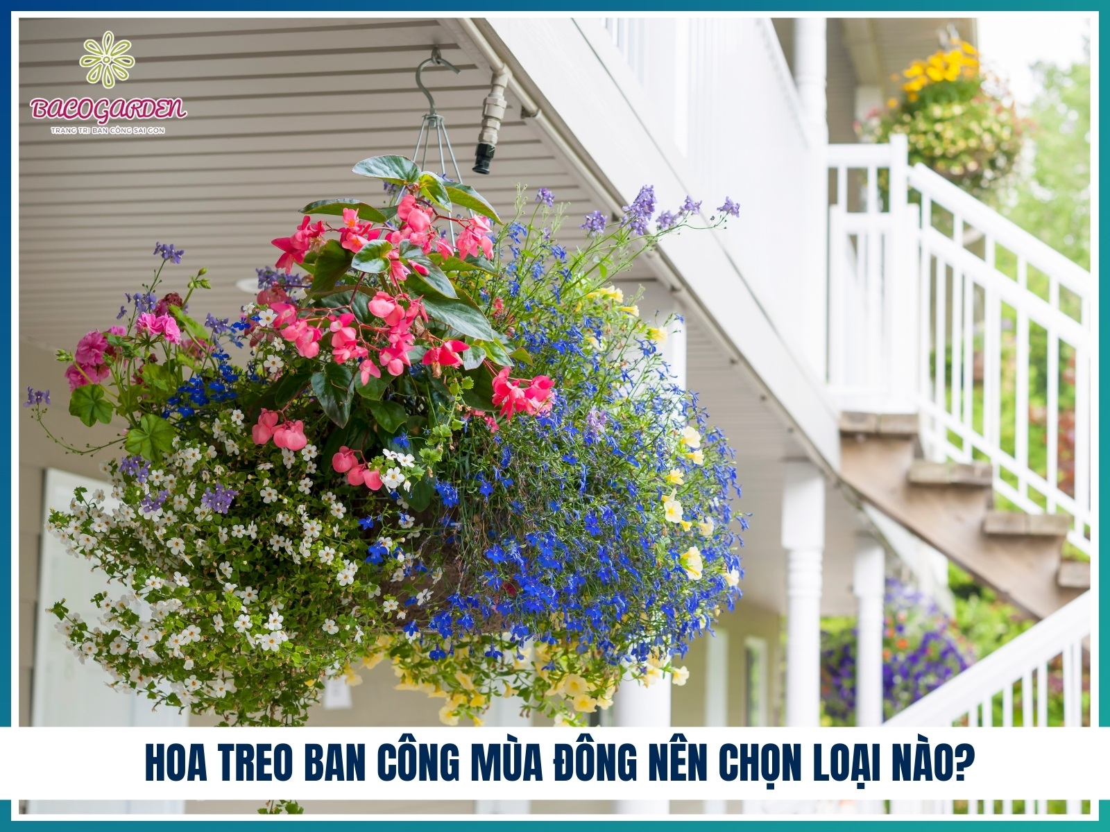 Hoa treo ban cong mua dong nen chon loai nao