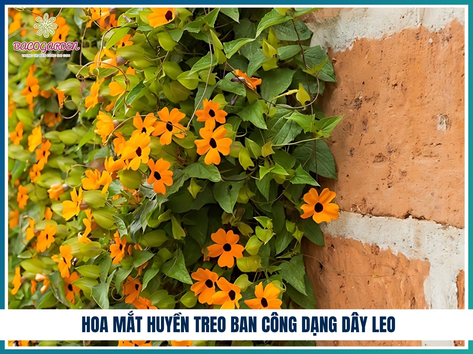 Hoa mat huyen treo ban cong dang day leo