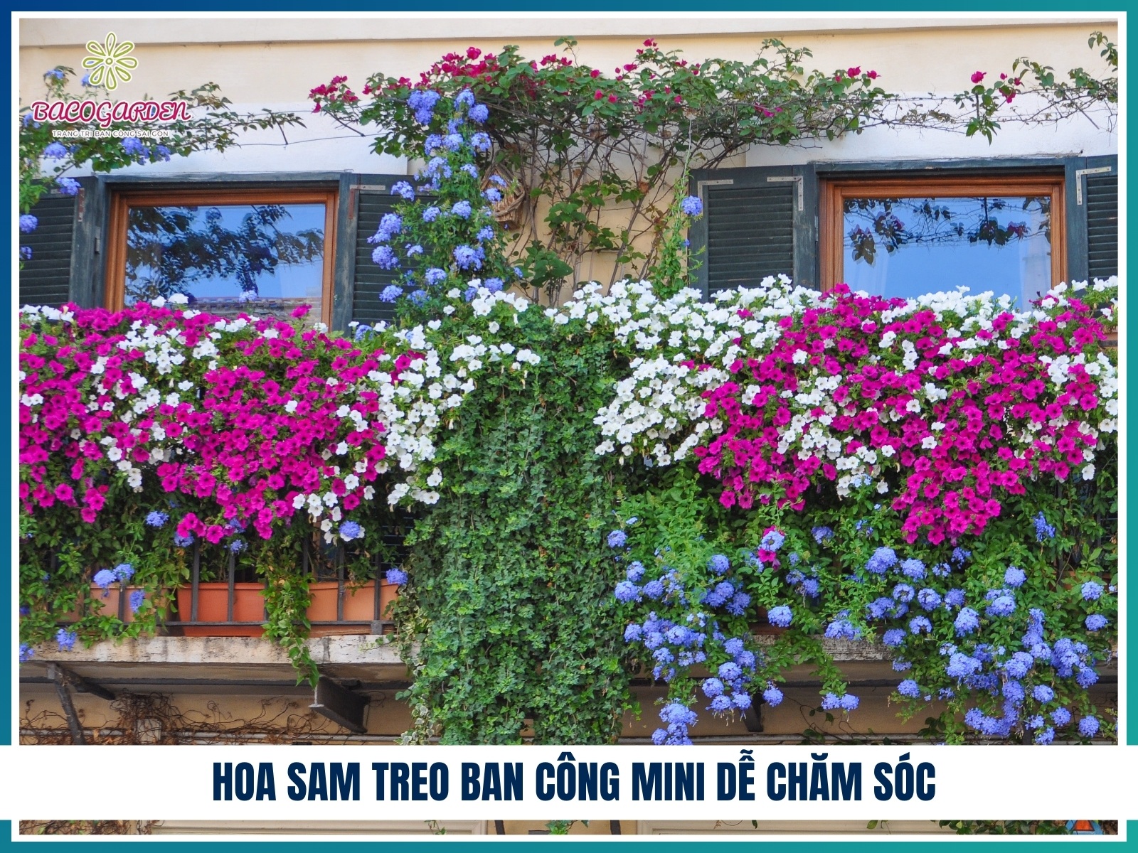 Hoa sam treo ban cong mini de cham soc