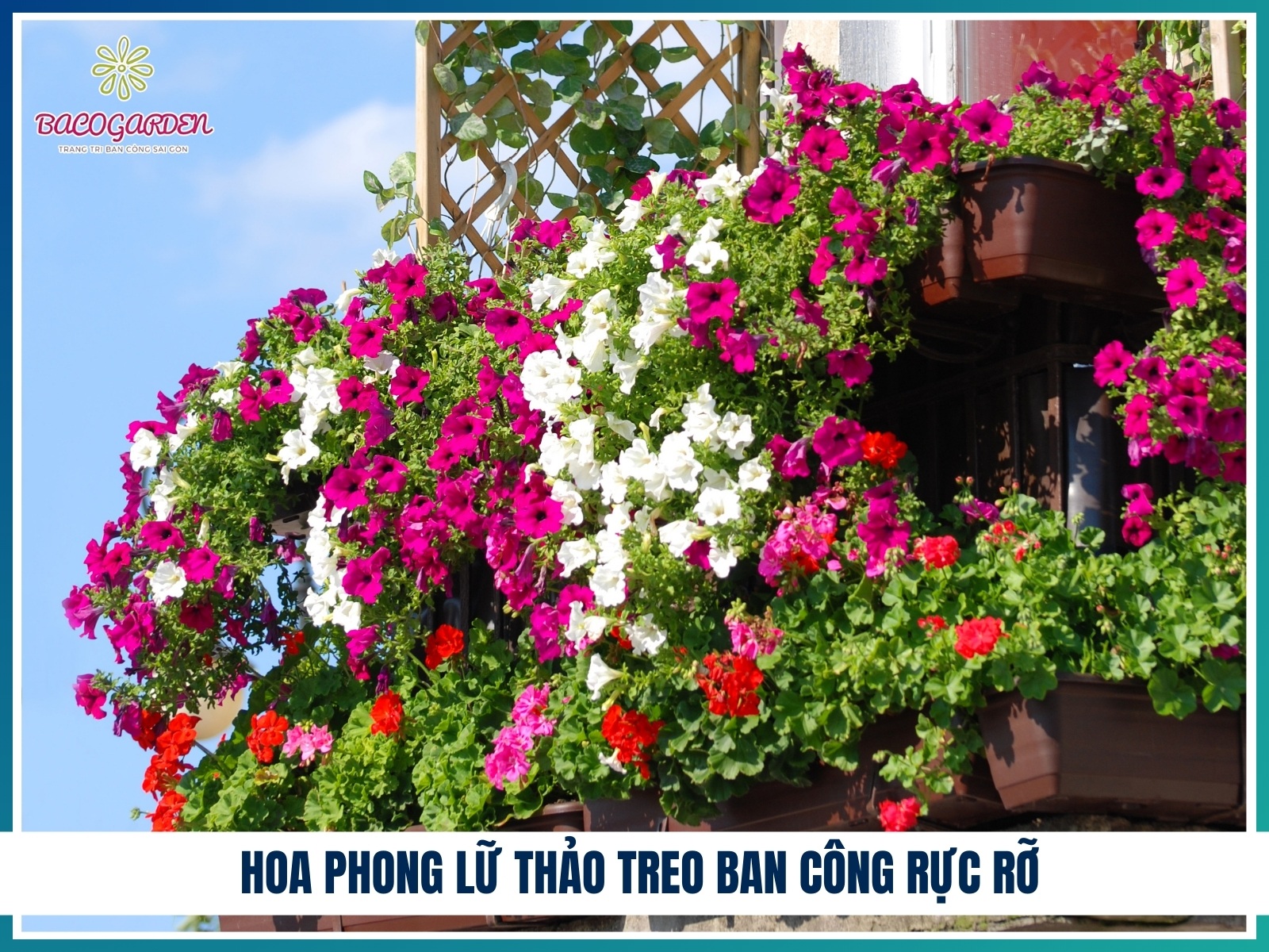 Hoa phong lu thao treo ban cong ruc ro
