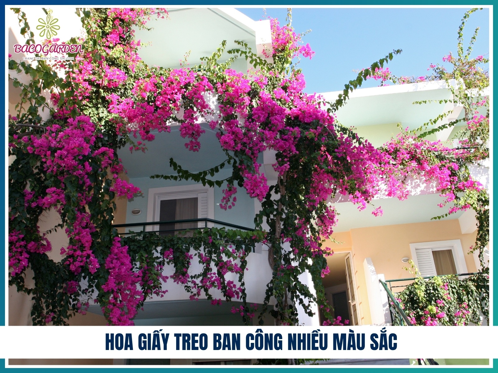 Hoa giay treo ban cong nhieu mau sac
