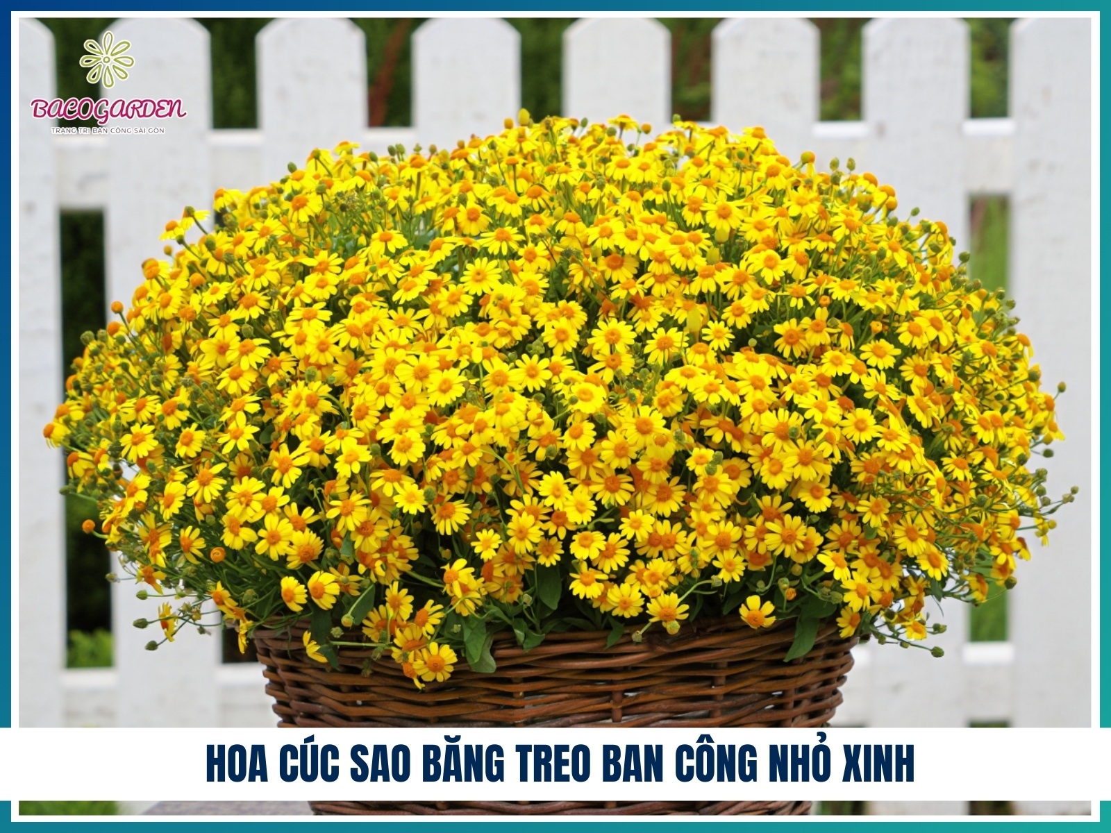 Hoa cuc sao bang treo ban cong nho xinh