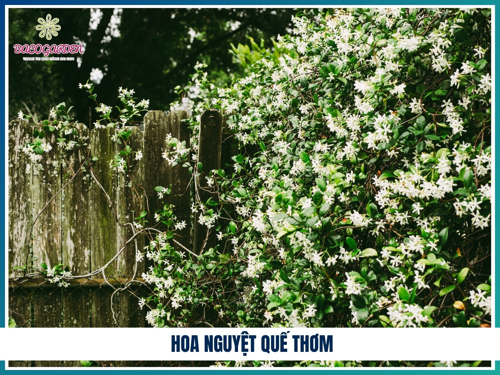 Hoa nguyet que thom