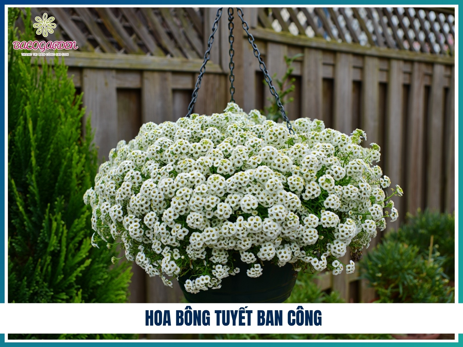 Hoa bong tuyet ban cong