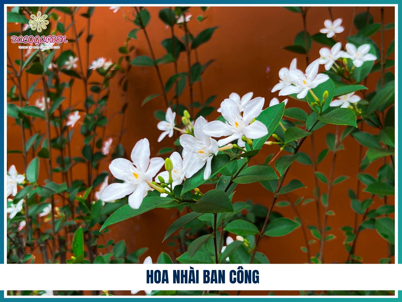 Hoa nhai ban cong