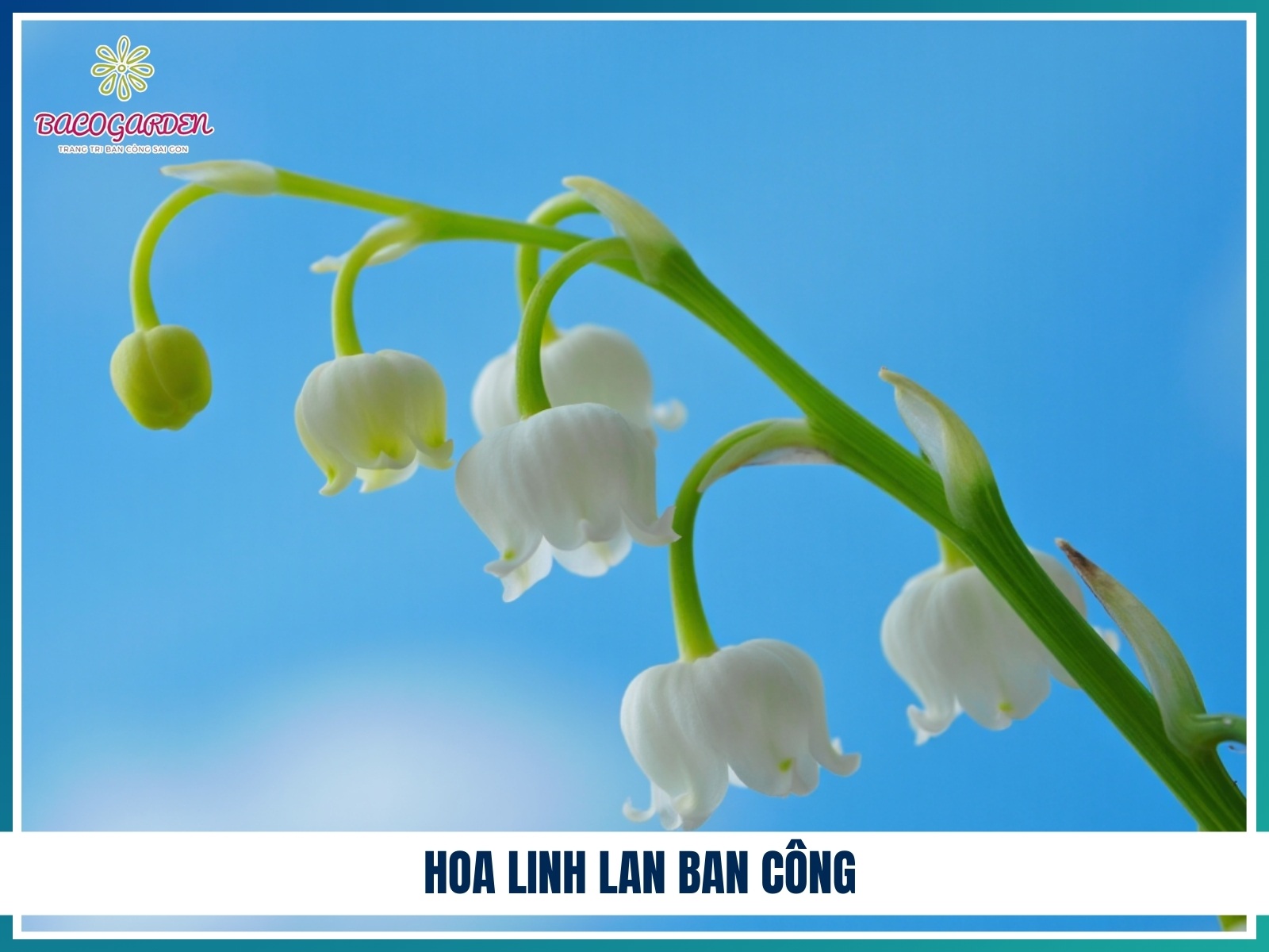 Hoa linh lan ban cong