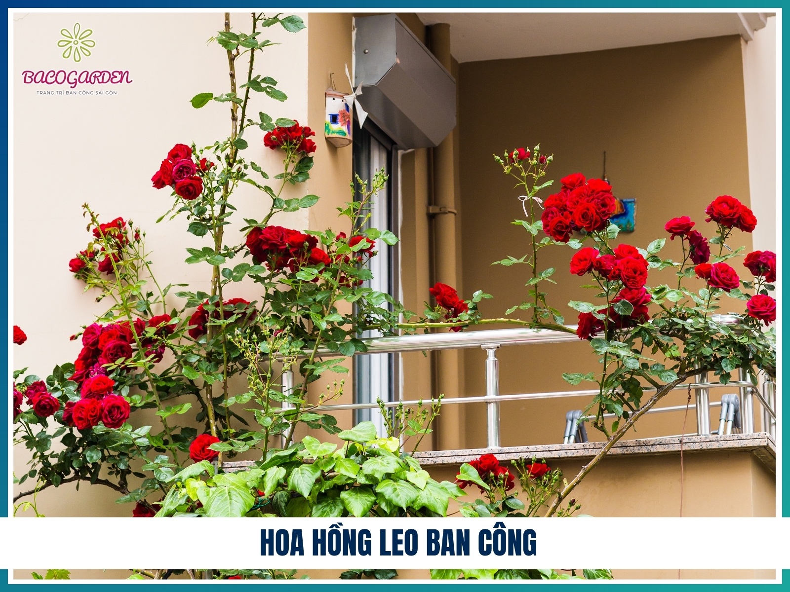 Hoa hong leo ban cong