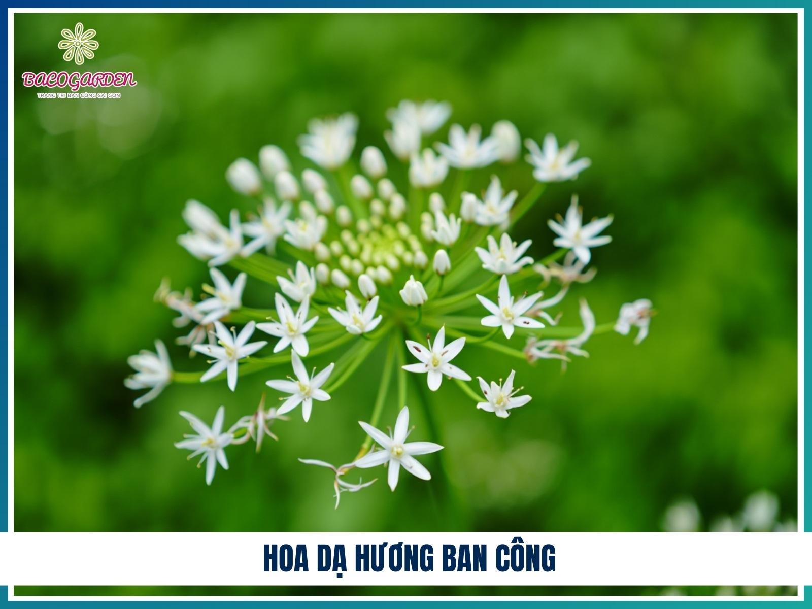 Hoa da huong ban cong
