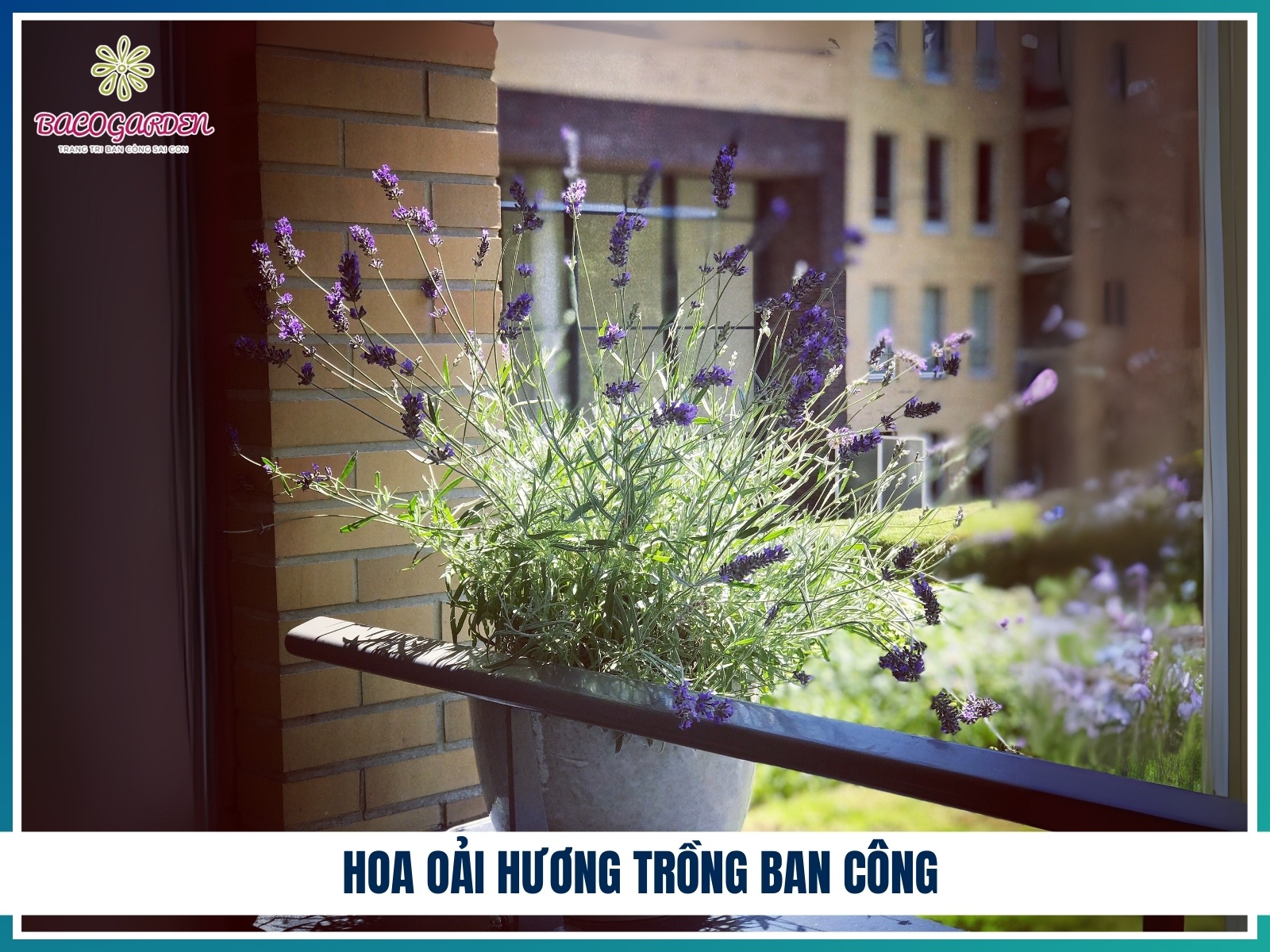 Hoa oai huong trong ban cong