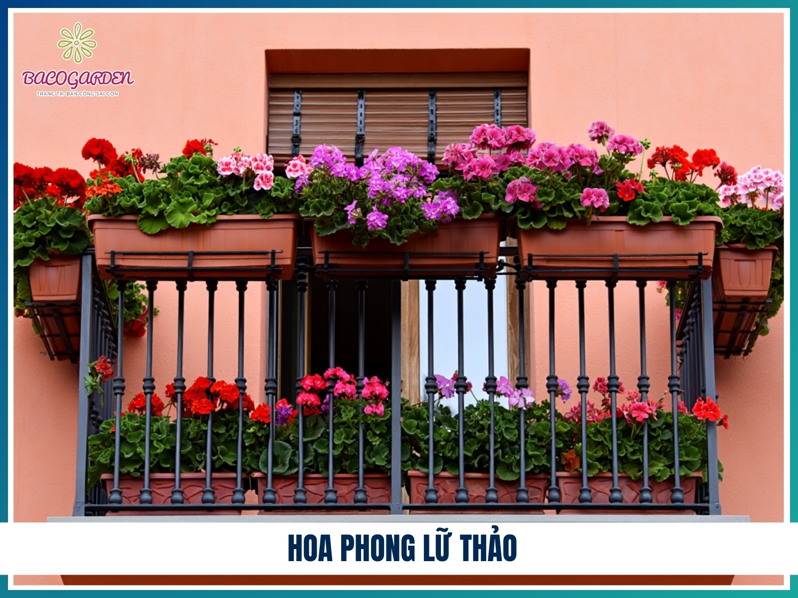Hoa phong lu thao
