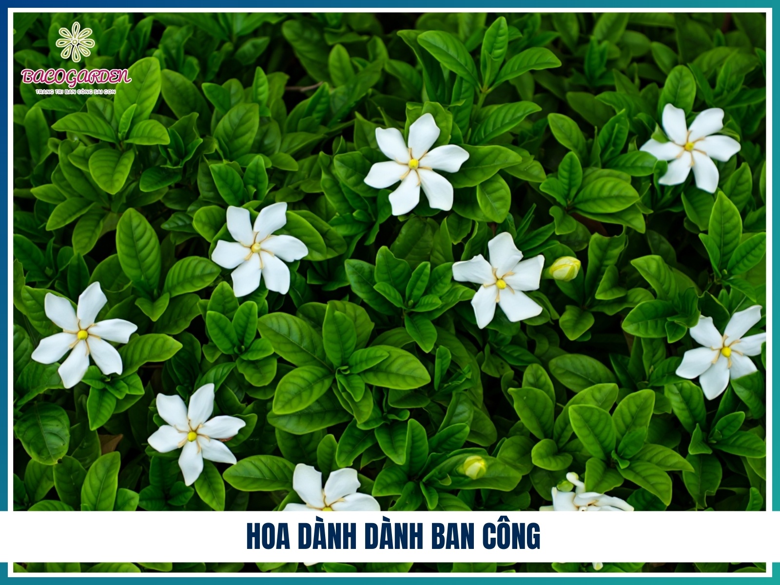 Hoa danh danh ban cong