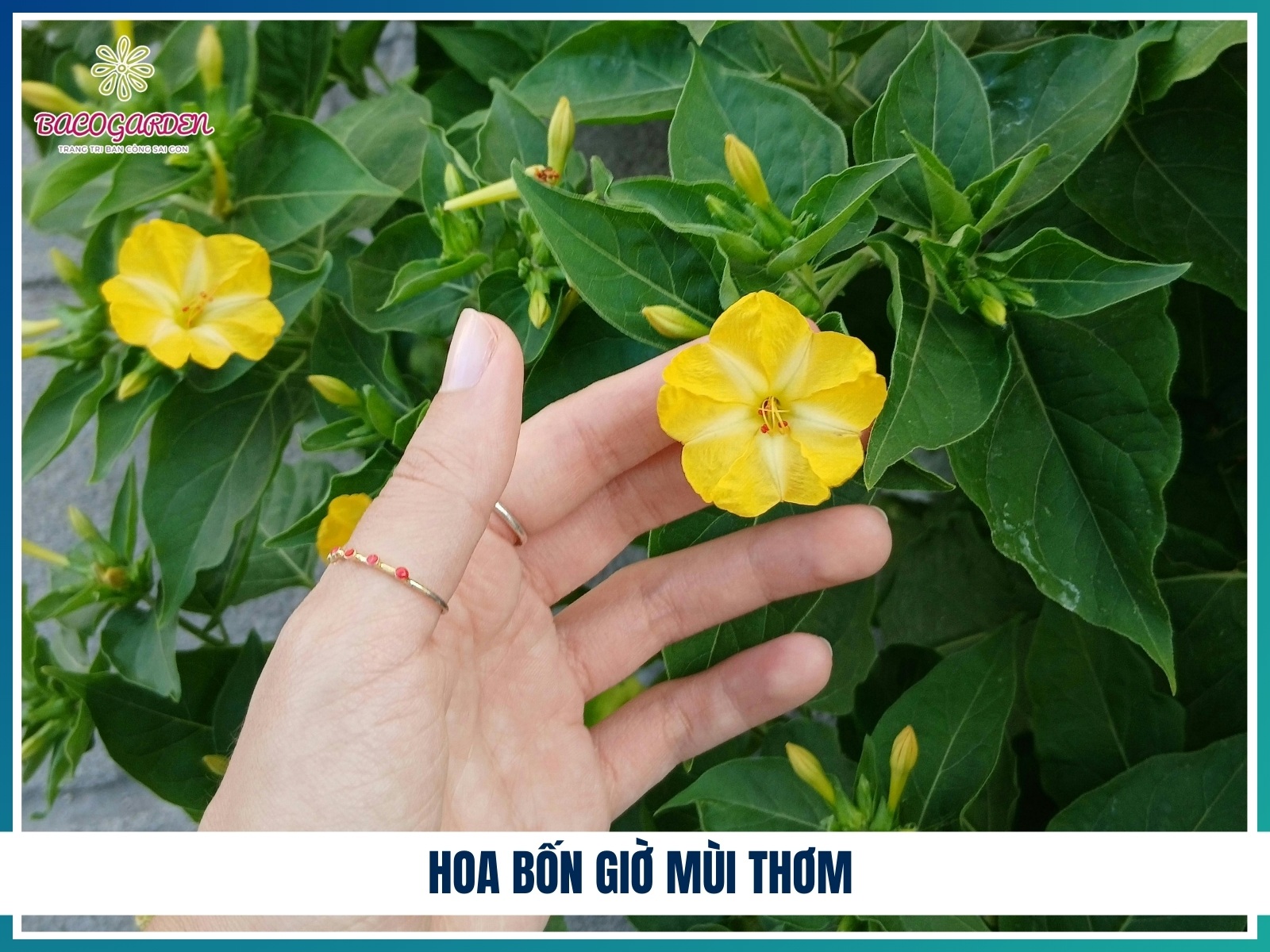 Hoa bon gio mui thom