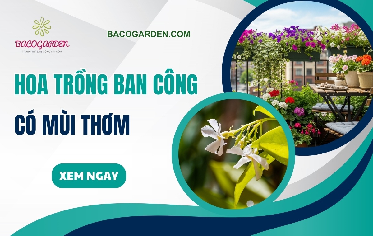 Hoa trong ban cong co mui thom