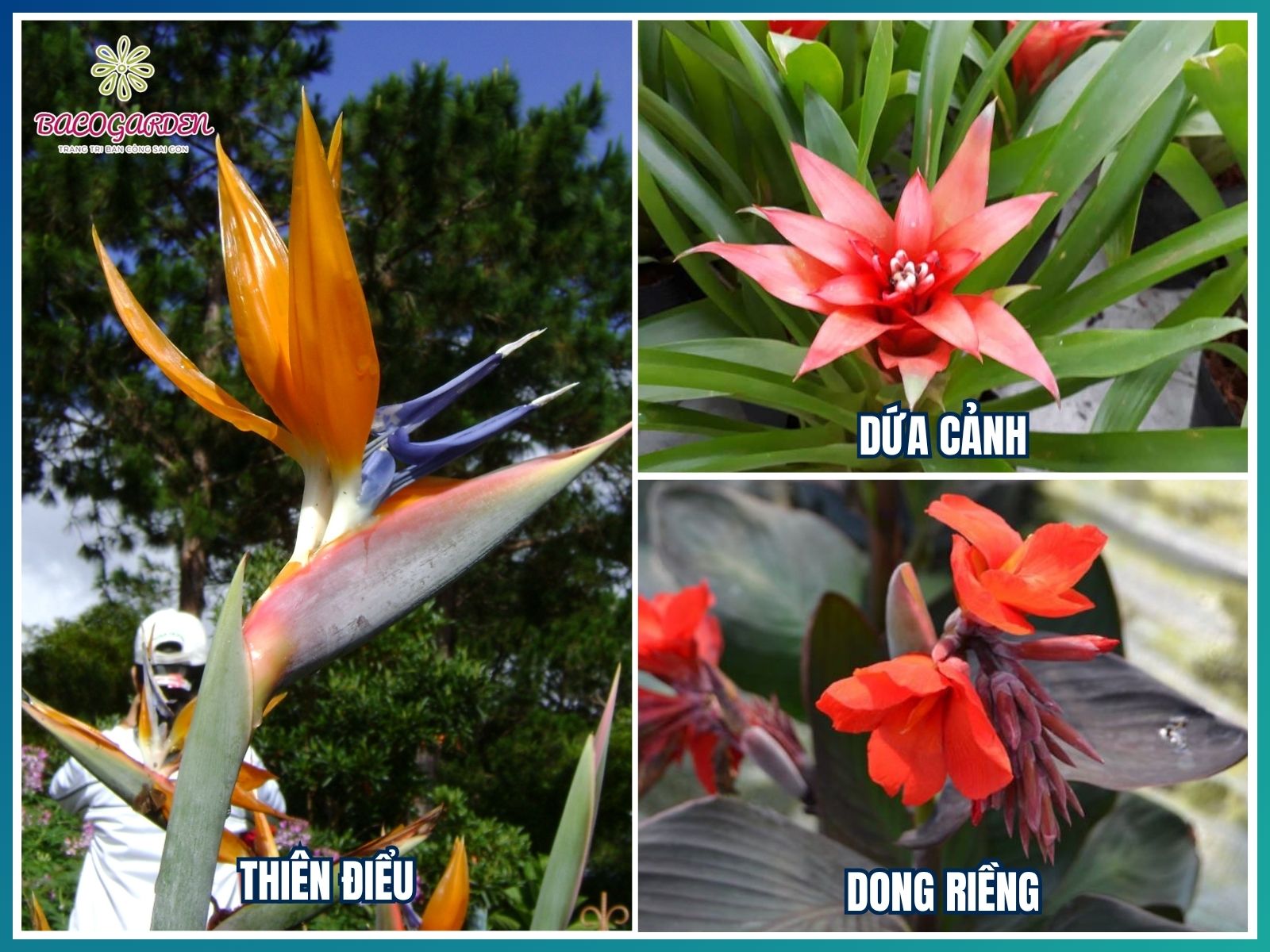 Cây hoa nhiệt đới nhiều màu sắc