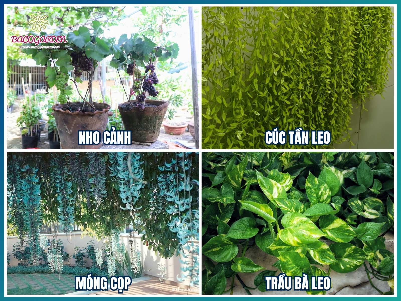 Cây dây leo và phủ nền