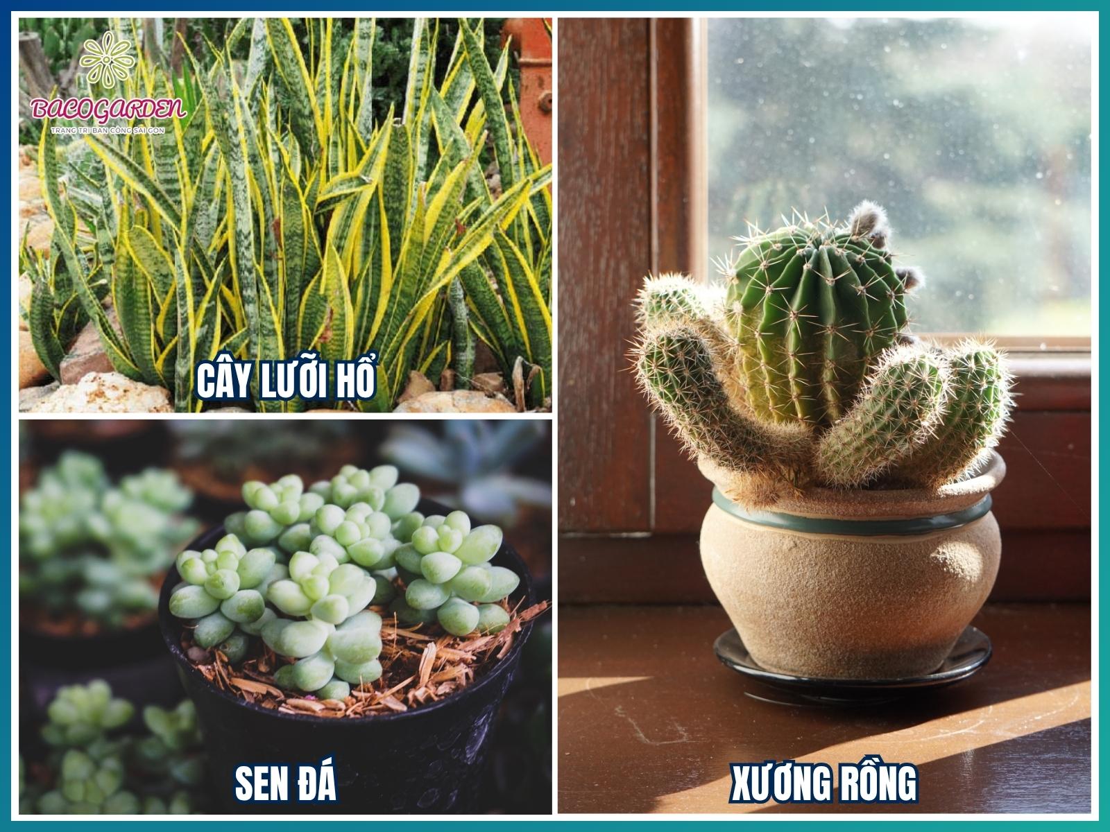 Cây chịu nắng và dễ chăm sóc