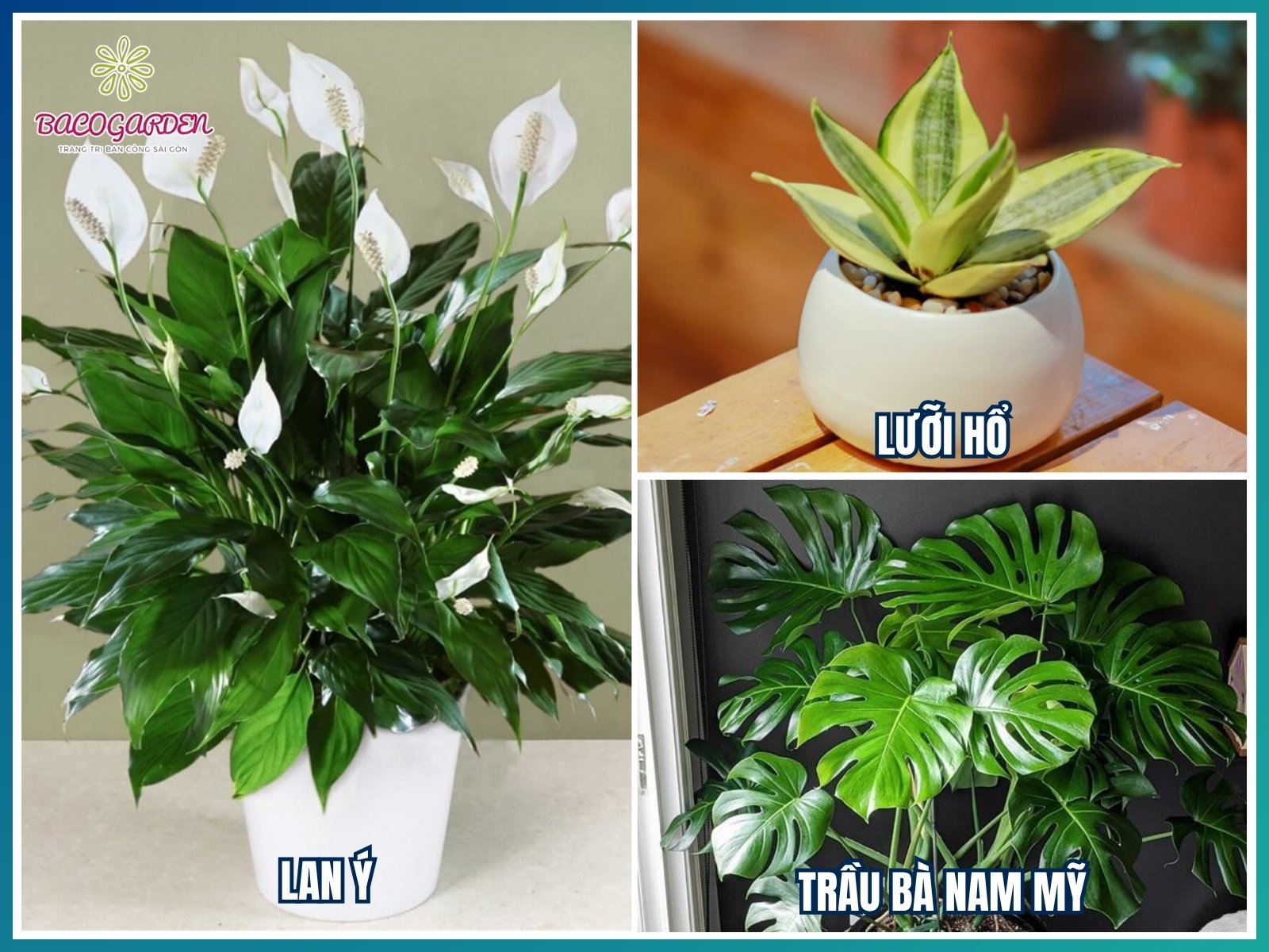 Cây nhiệt đới cho không gian trong nhà