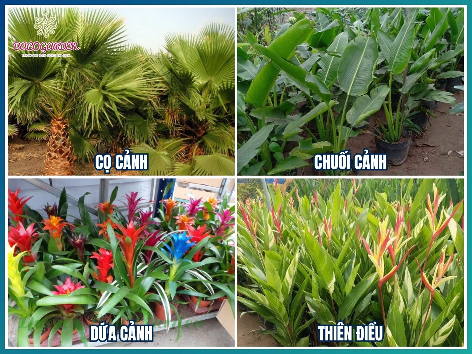 Cây nhiệt đới cho ban công và sân vườn ngoài trời