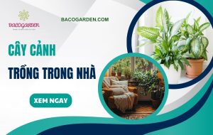 các loại cây cảnh trồng trong nhà DỄ SỐNG hợp mệnh gia chủ