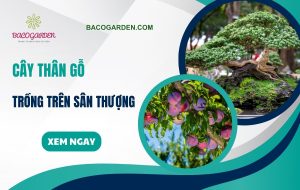 99+ loại cây thân gỗ trồng trên sân thượng đẹp DỄ CHĂM