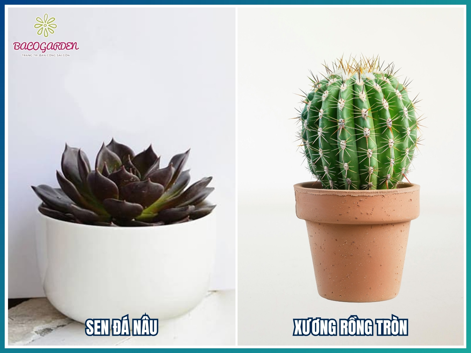 Cây trang trí quán cafe cho chủ Mệnh Thổ