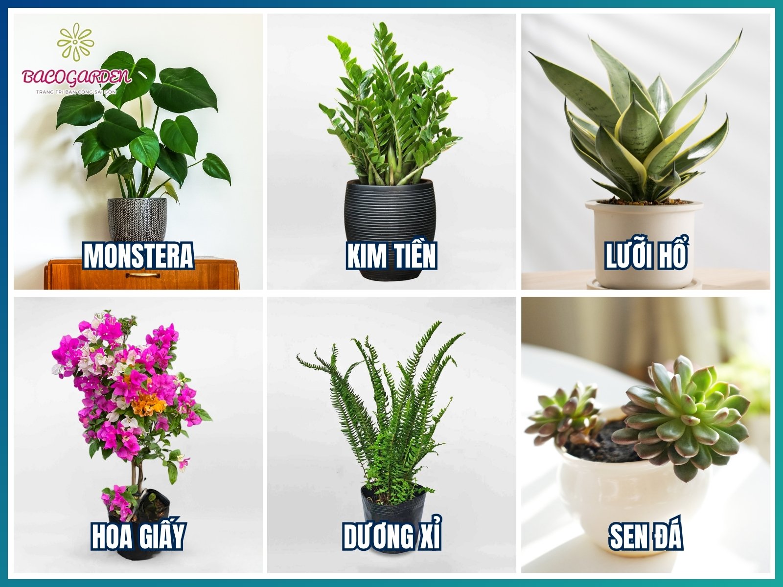 Cây trang trí quán cafe được ưa chuộng nhất