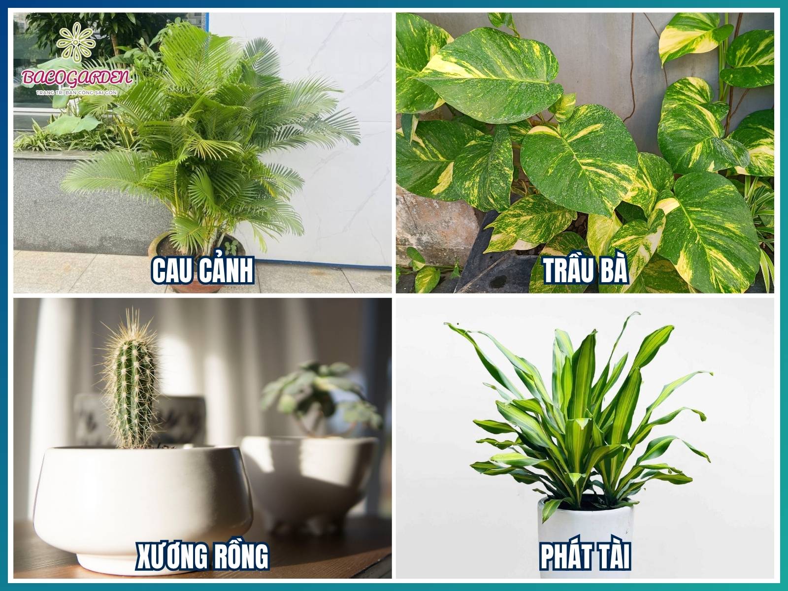 Cây trang trí quán cafe được ưa chuộng nhất