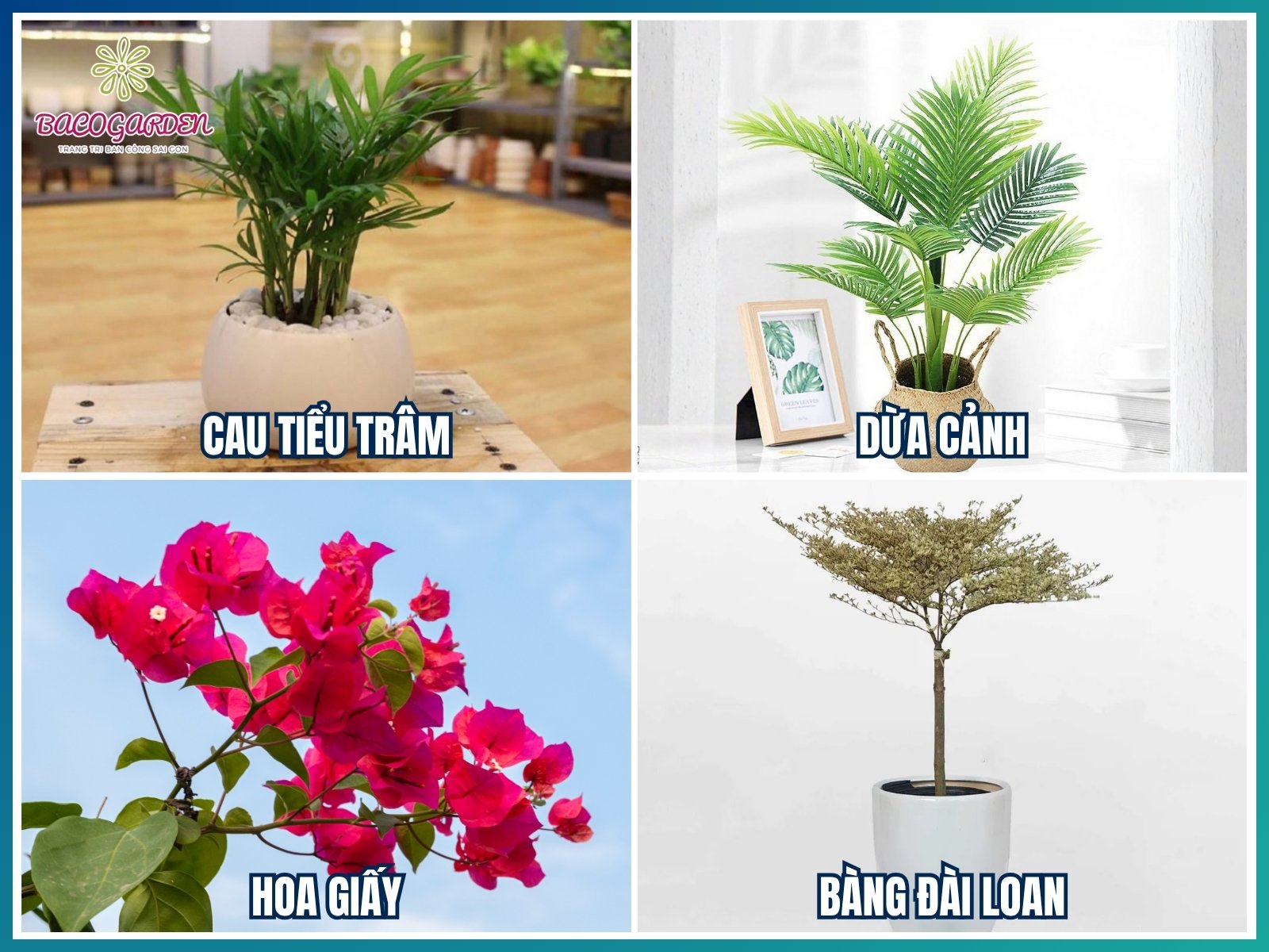 Cây ngoài trời – sân vườn quán cafe