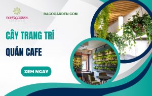 Gợi ý cây trang trí quán cafe hợp phong thủy HÚT KHÁCH