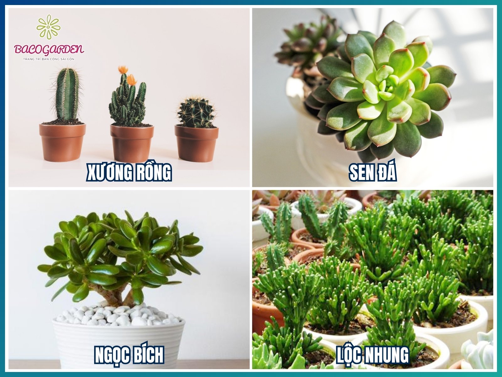 Cây để bàn – cây mini cho quán nhỏ