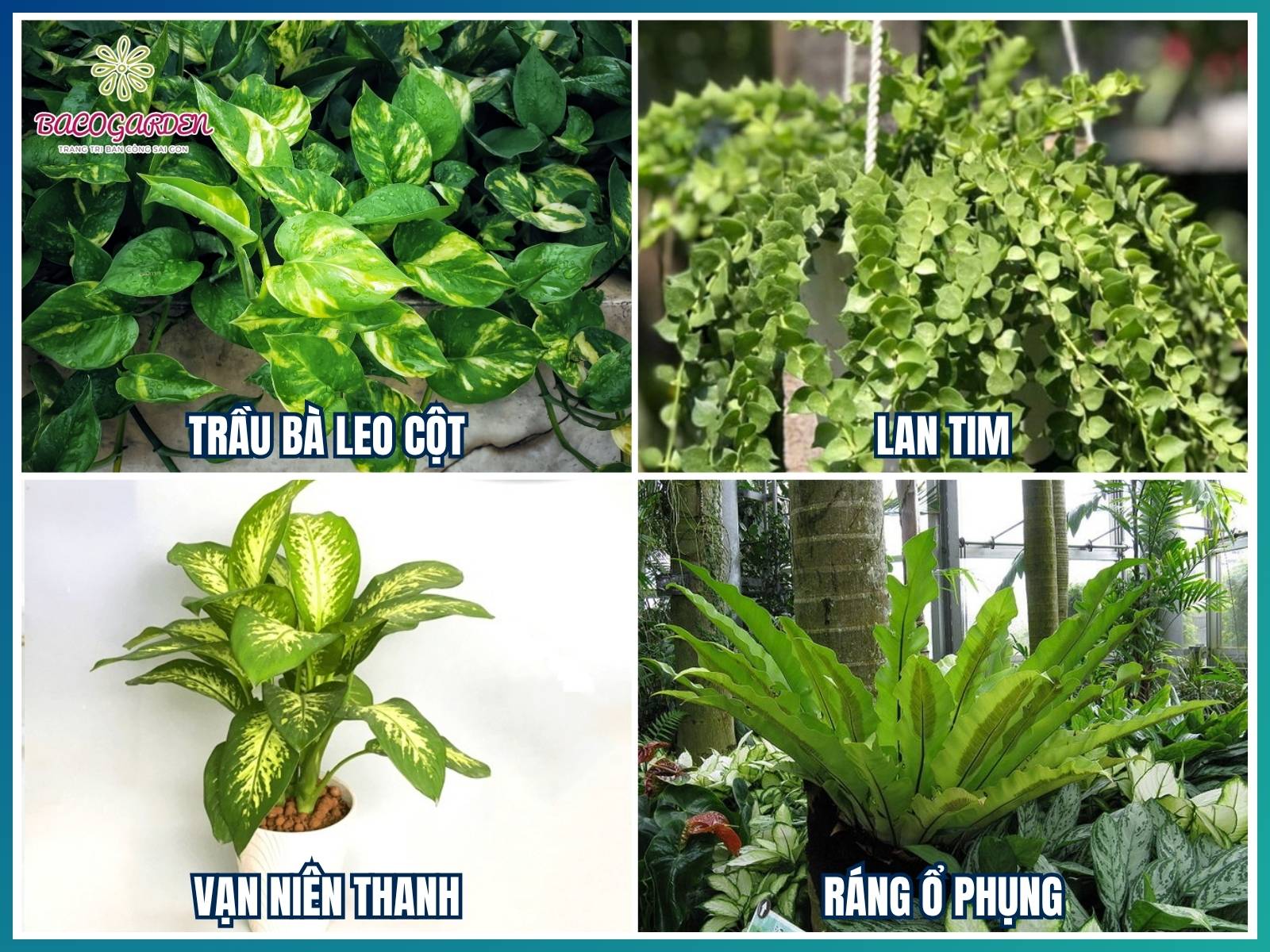 Cây dây leo và cây treo tường decor