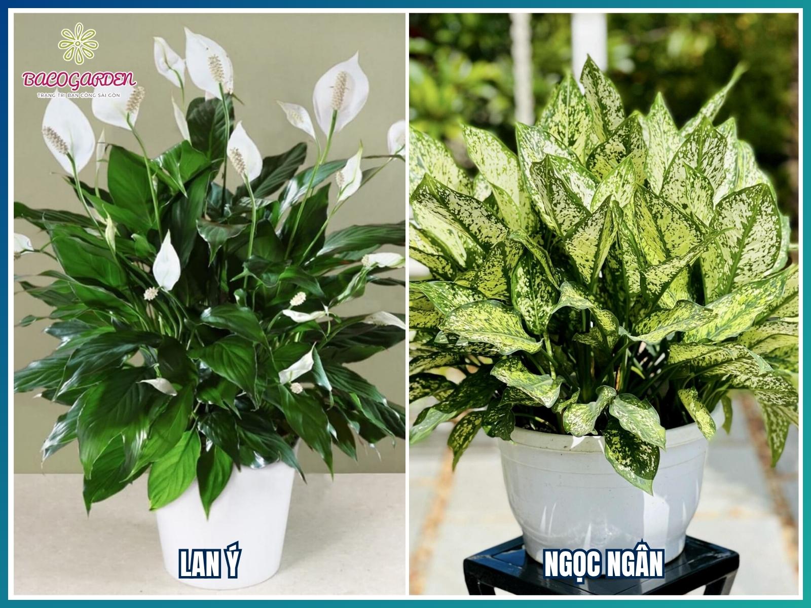 Cây trang trí quán cafe cho chủ Mệnh Kim