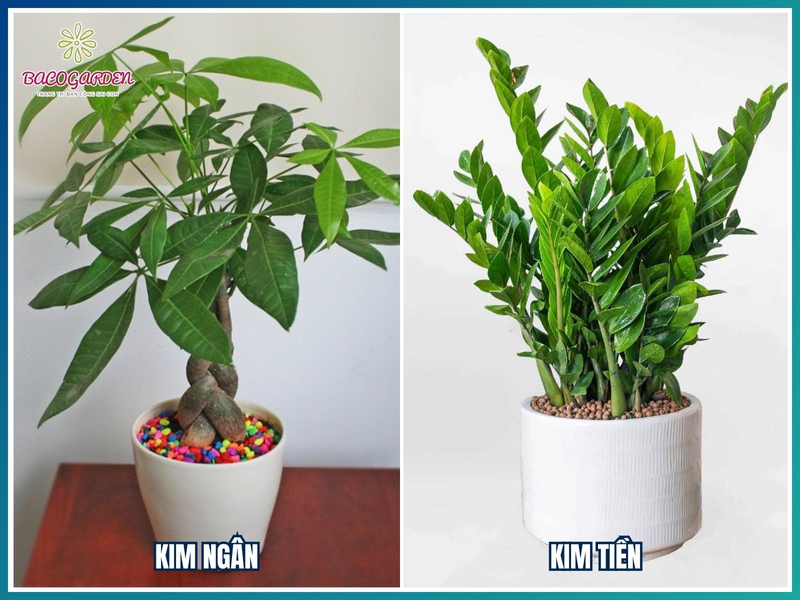 Cây trang trí quán cafe cho chủ Mệnh Mộc